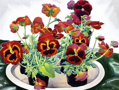 Pansies by Christopher Ryland
