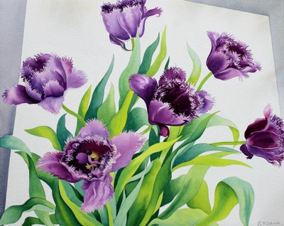 Purple Fringe Tulips by Christopher Ryland