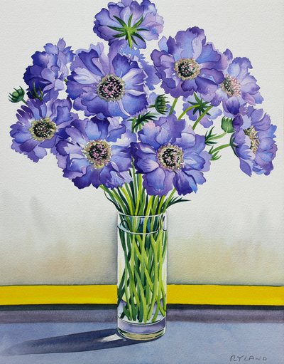 Scabious with Yellow Band by Christopher Ryland