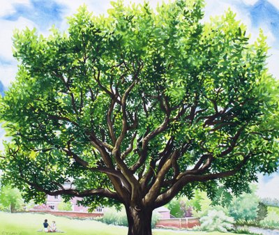 Summer Oak Tree by Christopher Ryland