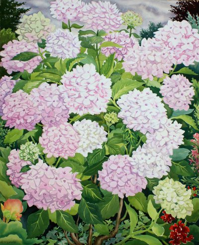 White Hydrangea by Christopher Ryland