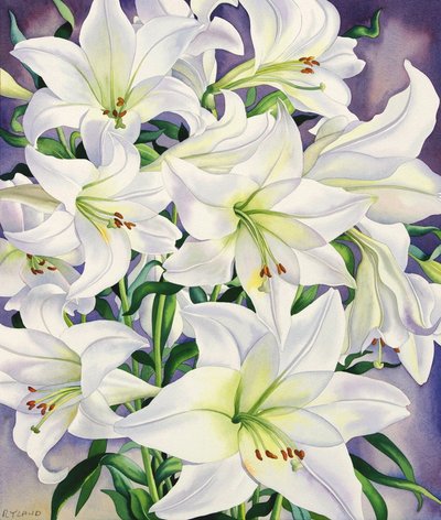 White Lilies, 2008 by Christopher Ryland