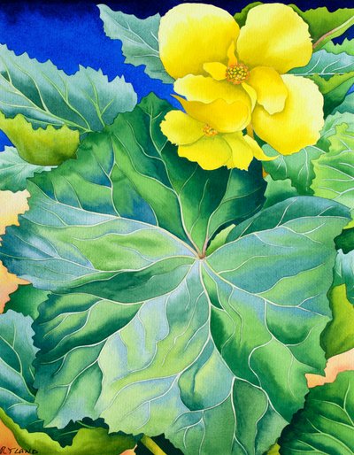 Yellow Begonia by Christopher Ryland