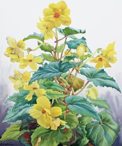 Yellow Begonia 2 by Christopher Ryland
