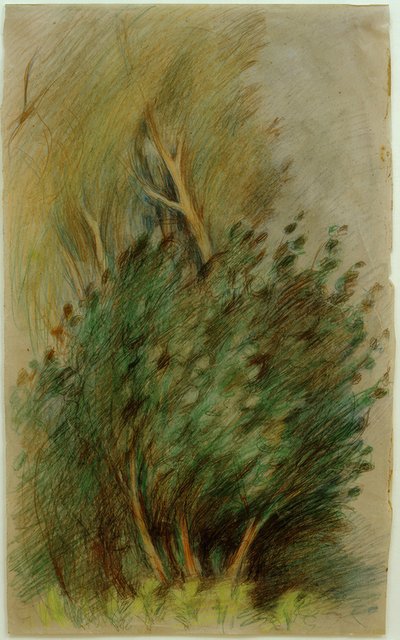 Tucheler Heath (Forest Study) by Clara Siewert