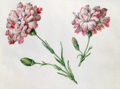 Carnations by Claude Aubriet