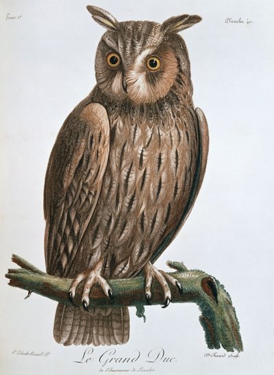 Le Grand Duc, Eagle-Owl by Claude Fessard
