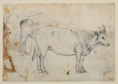 Study of an Ox by Claude Lorrain