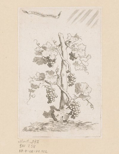 Grapevine by Claude Mellan