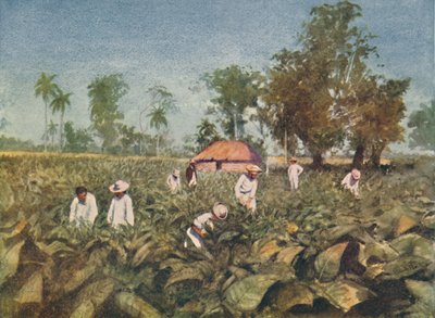 Tobacco Plantation, Cuba, 1916 by Claude Pratt