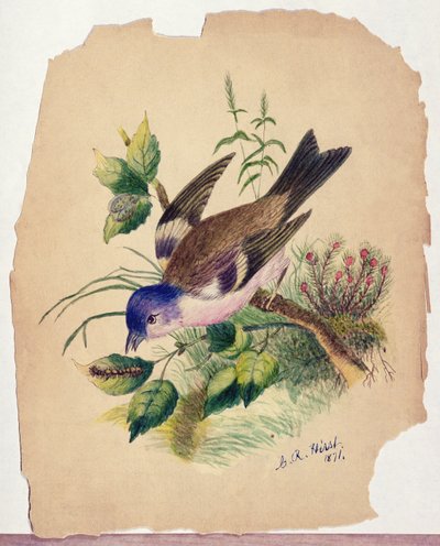 Bluebird on a Branch by Claude Raguet Hirst