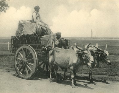 Bullock Cart by Clifton and Co