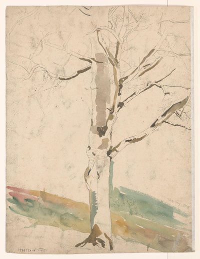Study of a Tree by Coba Steenhoff