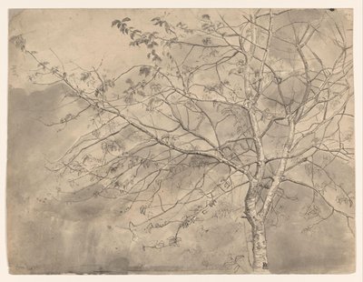 Study of an Elm by Coba Steenhoff