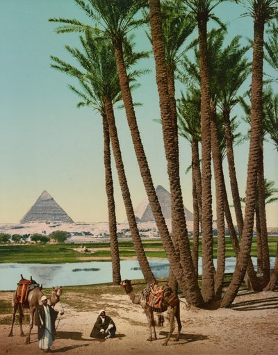 Palm Trees, Bedouins and Pyramids, Cairo, Egypt by Company Photoglob