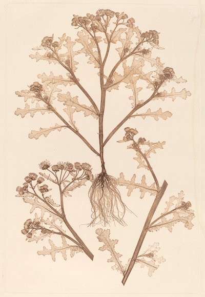 Senecio Viscosus by Constetin von Ettinghausen and Alois Pokorny