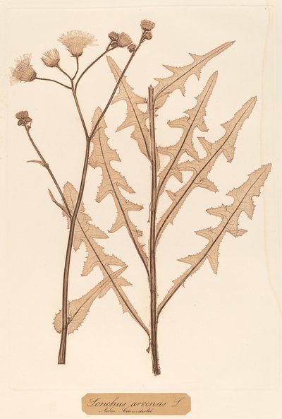 Sonchus arvensis by Constetin von Ettinghausen and Alois Pokorny