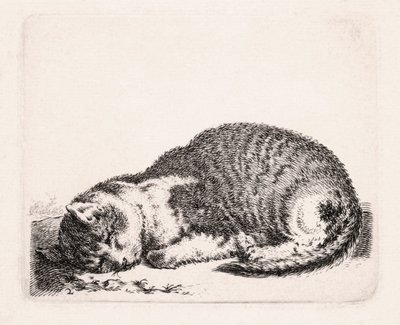 Sleeping Cat by Cornelis Saftleven