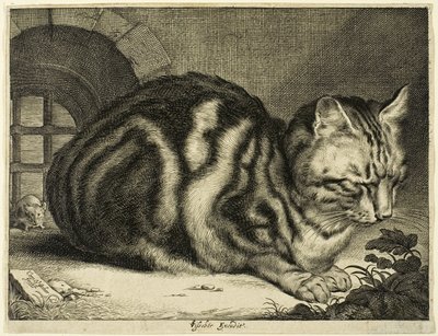 The Large Cat by Cornelis Visscher