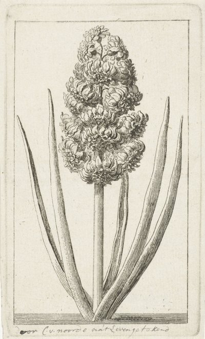 Hyacinth by Cornelis van Noorde