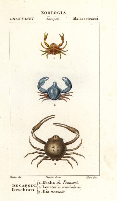 Species of crab by Corsi Corsi