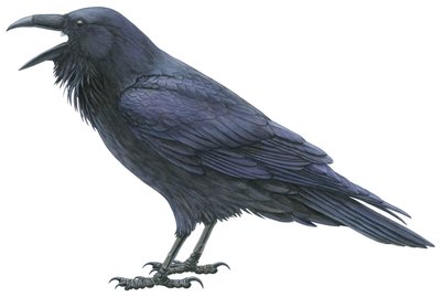 Common raven by Damstra Emily
