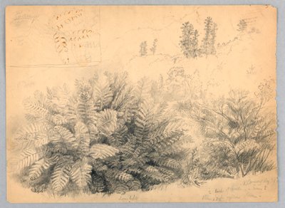 Ferns, North Conway, New Hampshire by Daniel Huntington
