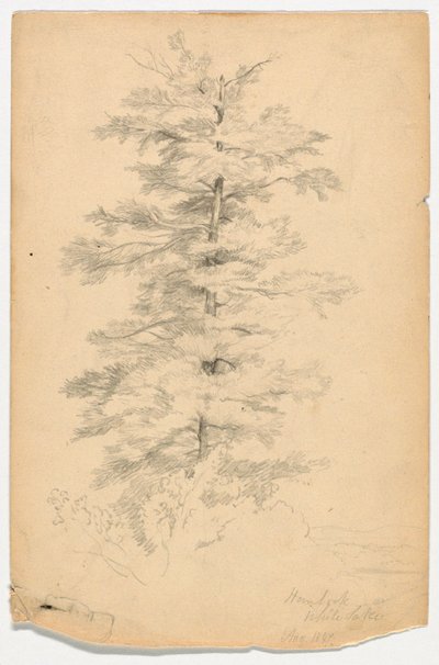 Study of Hemlock near White Lake by Daniel Huntington