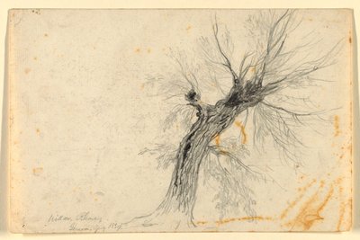 Willow on the Rhône, Geneva, Switzerland by Daniel Huntington