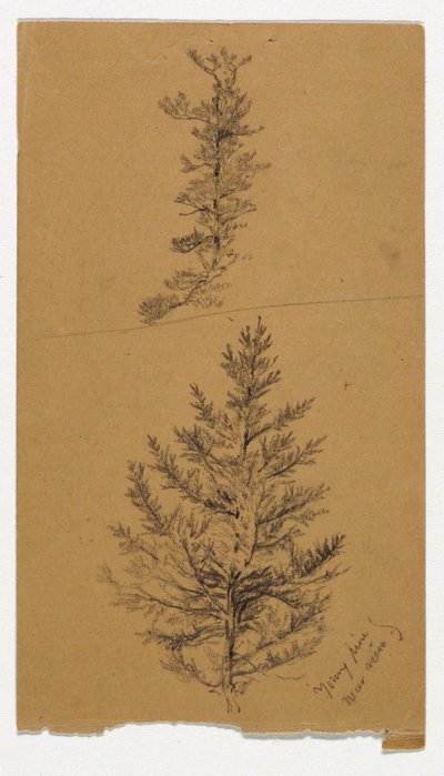 Young Pines by Daniel Huntington