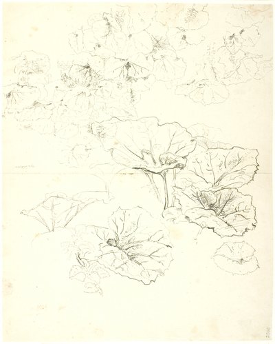 Leaf Studies by Dankvart Dreyer