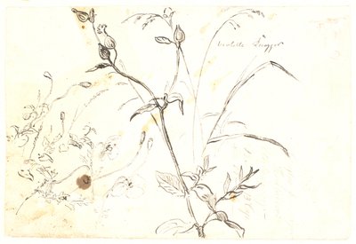 Plant Studies by Dankvart Dreyer