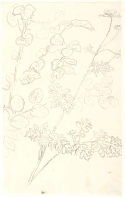Plant Studies by Dankvart Dreyer