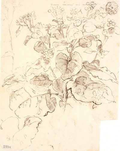 Plant Studies by Dankvart Dreyer