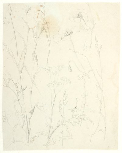 Plant Studies by Dankvart Dreyer