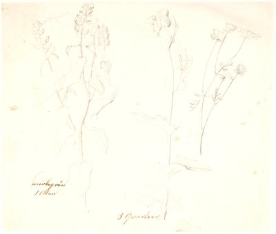 Plant Studies by Dankvart Dreyer