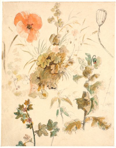 Studies of Various Flowers, Including Poppies by Dankvart Dreyer