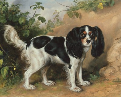 King Charles Spaniel by David Cunliffe