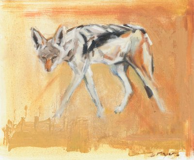 Black Backed Jackal by David Mayer
