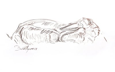 Brown hare reclining by David Mayer