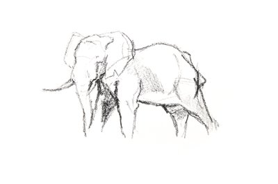 Bull Elephant by David Mayer