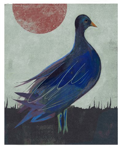 Pigeon Blues, 2023 by David McConochie