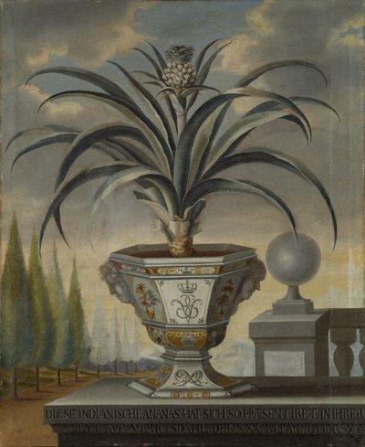 Pineapple Plant by David von Coln
