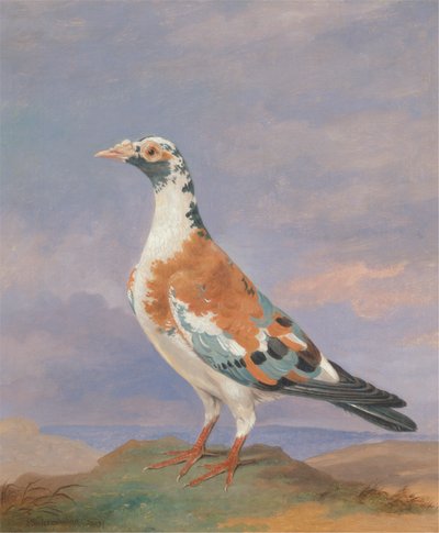 Studies of Carrier Pigeon by Dean Wolstenholme