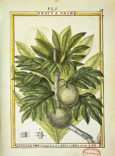 Breadfruit (Artocarpus altilis), watercolour by Delahaye by Delahaye Delahaye