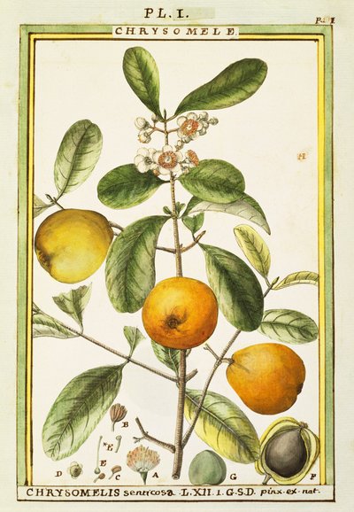 Chrysomele (Chrysomelis senticosa), watercolour by Delahaye by Delahaye Delahaye