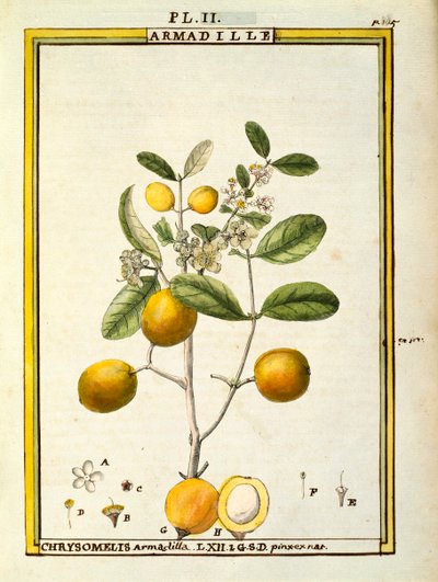 Chrysomelis Armadilla, watercolour by Delahaye by Delahaye Delahaye