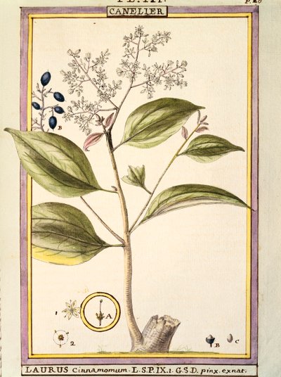 Cinnamon (Laurus cinnamomum), watercolour by Delahaye by Delahaye Delahaye