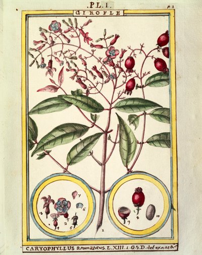 Clove (Caryophyllus Aromaticus) by Delahaye Delahaye