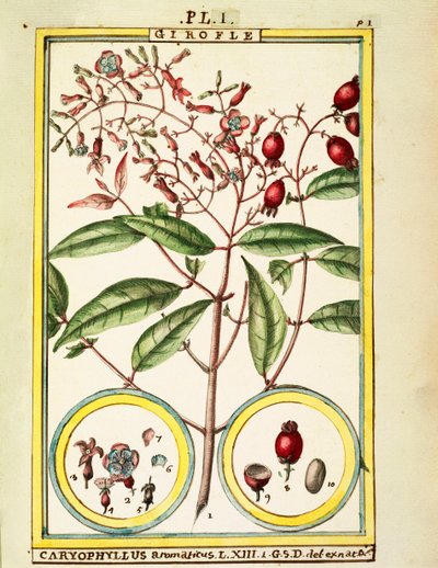 Clove (Caryophyllus Aromaticus), watercolour by Delahaye by Delahaye Delahaye